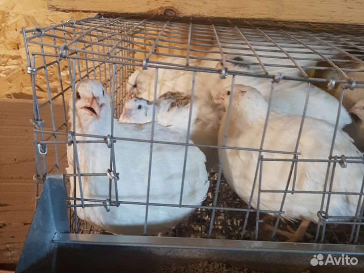 Перепела Техасцы утяжеленные