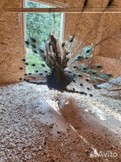 Павлины семья