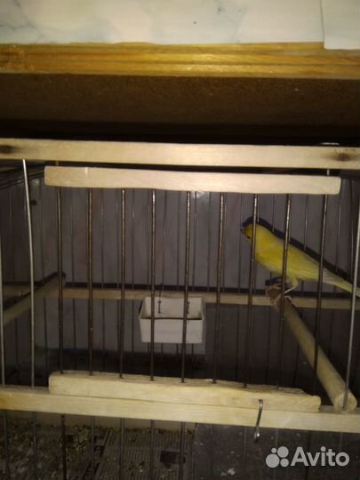 Кенаря +кенарки