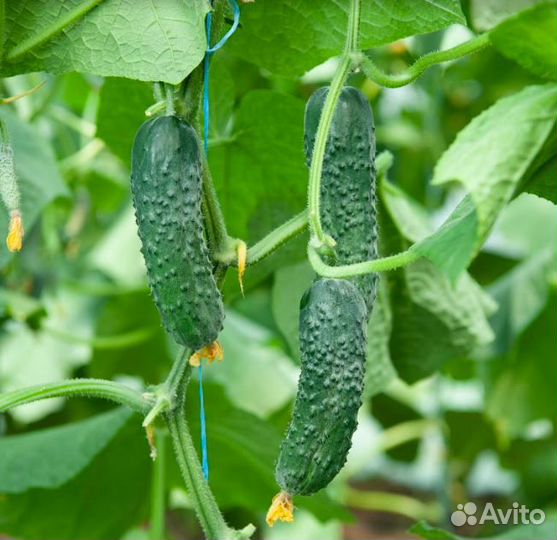 Семена. Огурец Изящный, Аксинья, Альянс