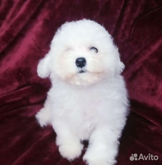 Щенки бишон фризе мини
