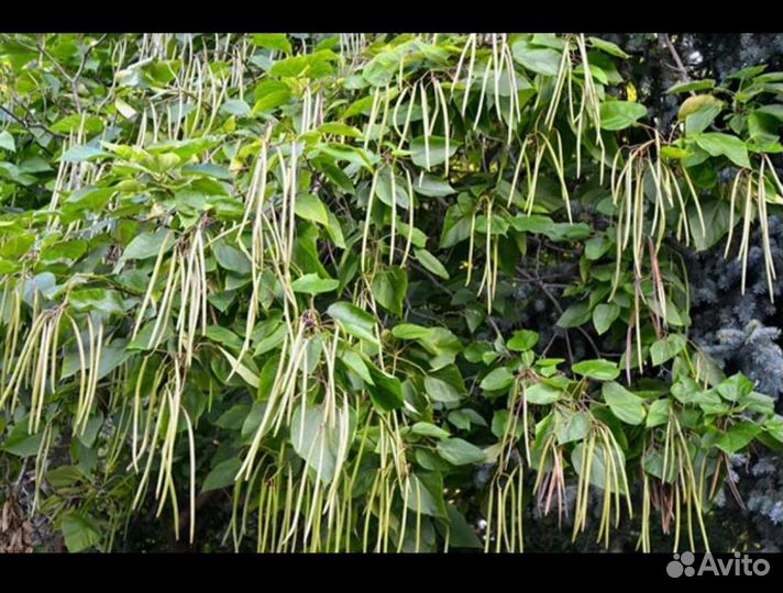 Саженцы катальпы