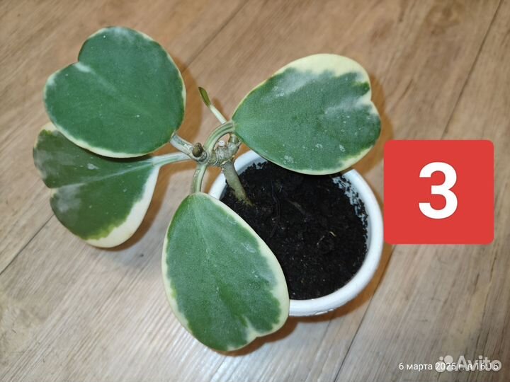 Хойя Керри вариегата альбомаргината