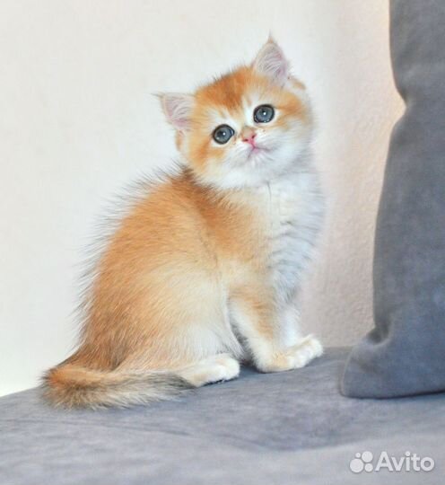 Золотые малыши