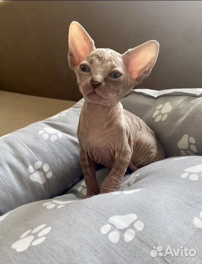 Кошечка для Вас