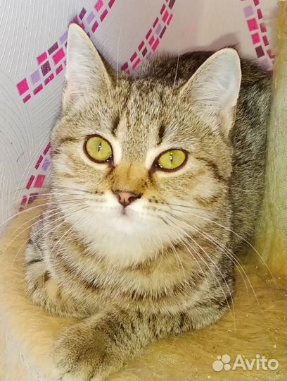 Передержка животных