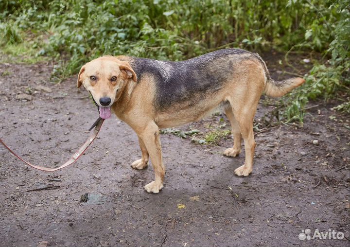 В добрые руки быстрая собака Комета