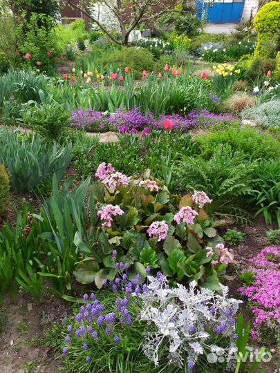 Уличные растения