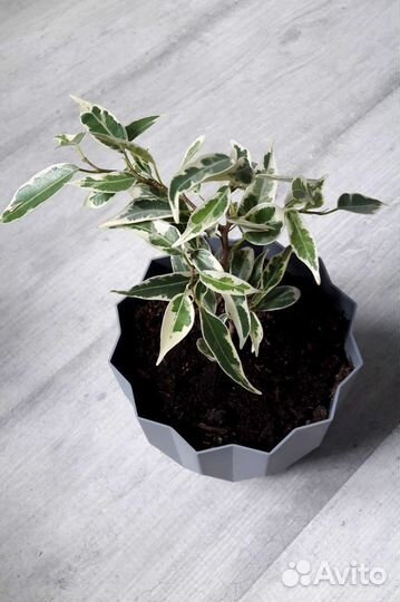 Фикусы на срез и укорененные