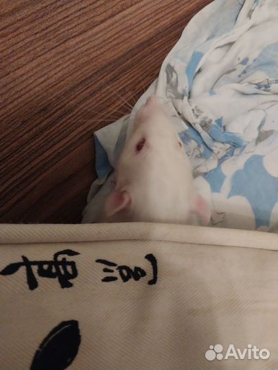 Самый толстый крыс