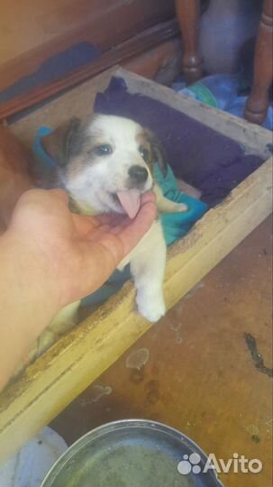 Отдам в добрые руки