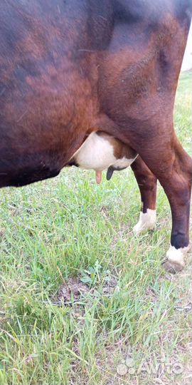 Корова дойная