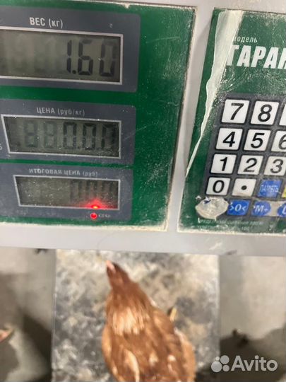 Куры молодки