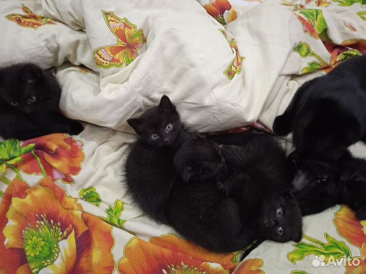 Британская кошка в дар