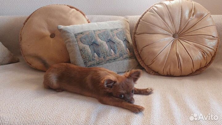 Чихуахуа мальчик