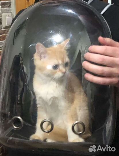 Новая рюкзак-переноска