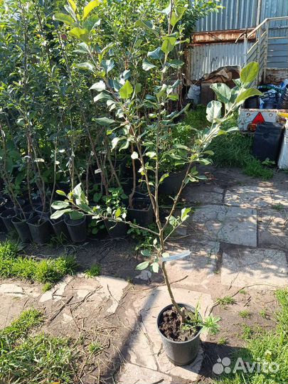 Яблоня Хоней Крисп(Медовый Хруст)