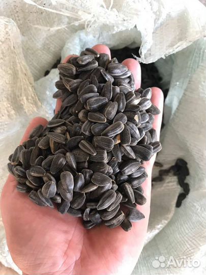 Калиброванная семечка