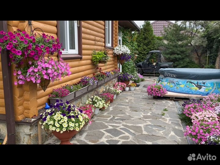 Птунии Ампельные и Вегетативные рассада в Сочи