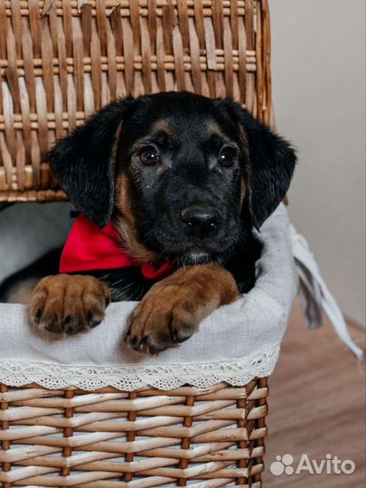 Щенок Финик 2.5 месяца