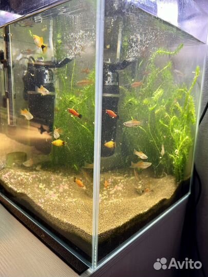 Рыбки меченосцы