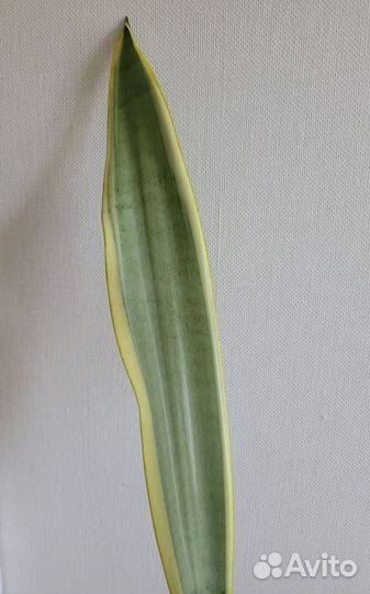 Сансевиерия Натали