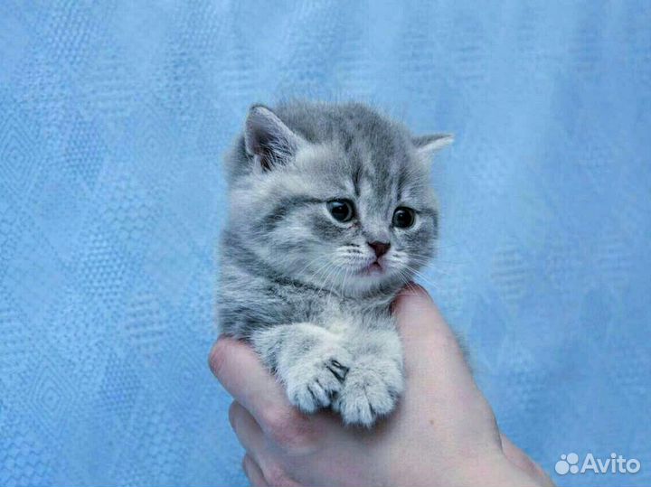 Шотландский мальчик страйт
