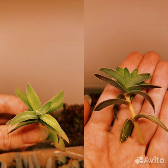 Суккуленты 2 часть