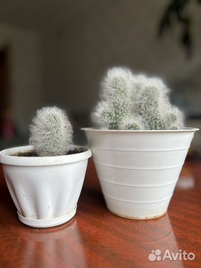 Кактусы и суккуленты