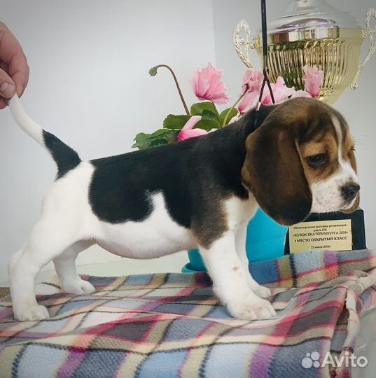 Щенки Бигля