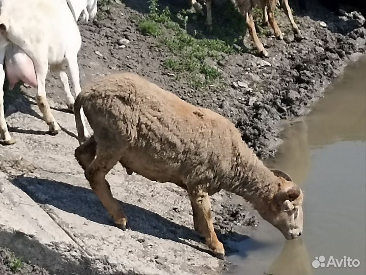Баран и барашки