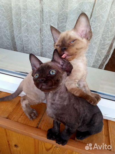 Девон-рекс девочки и мальчишки