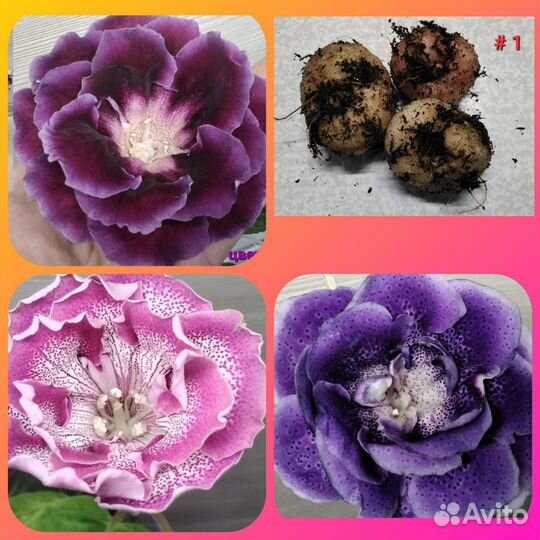 Глоксинии клубни