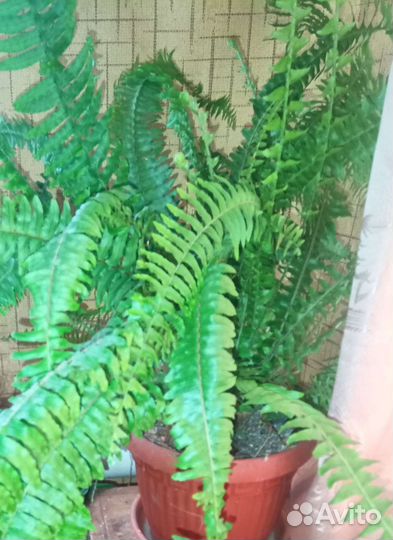 Комнатные растения, доллар. дерево- замиокулькас