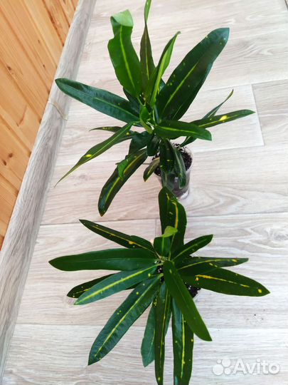 Кодиеумы, кротоны сортовые,домашние-1,в личке-2