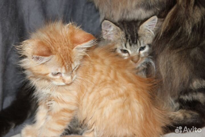 Котята пушистые