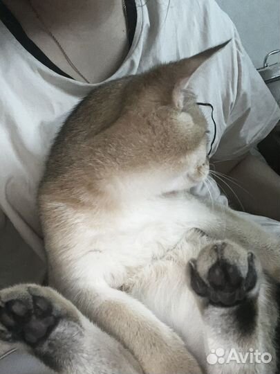 Шотланский котенок