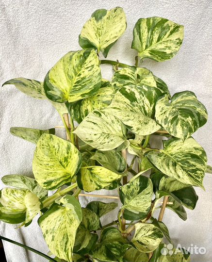 Эпипремнум марбл эппл (marble apple)