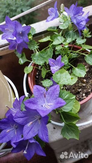 Комнатные цветы