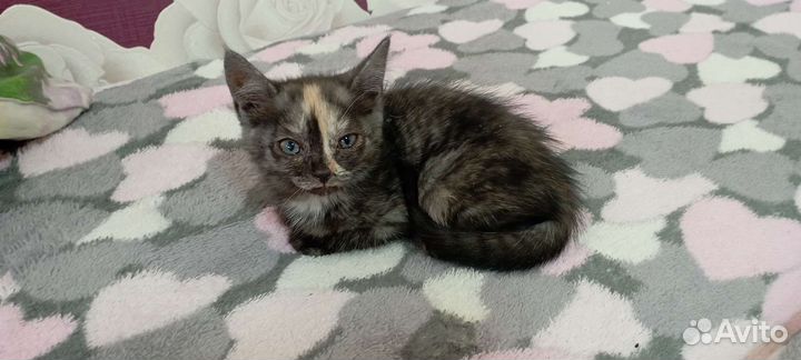 Шотландская кошка