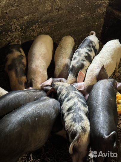 Поросенок ландрас