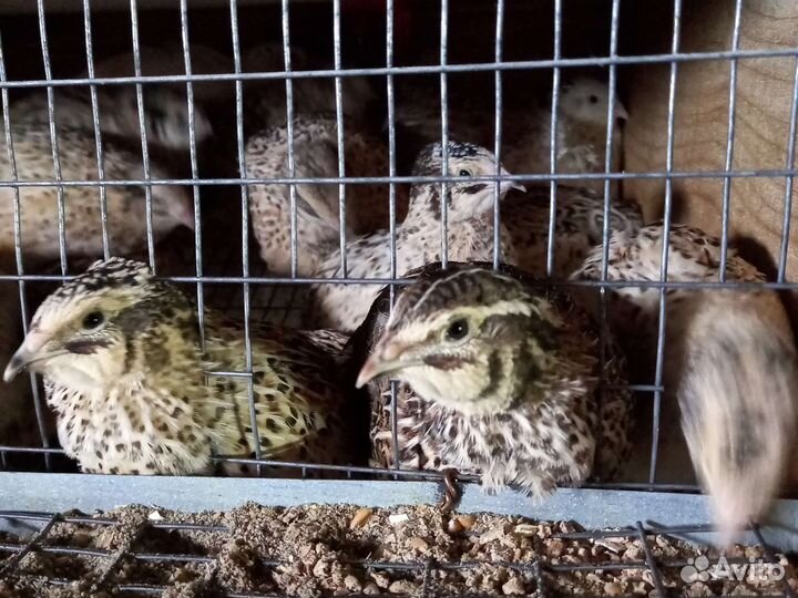 Перепелиные яйца,цыплята