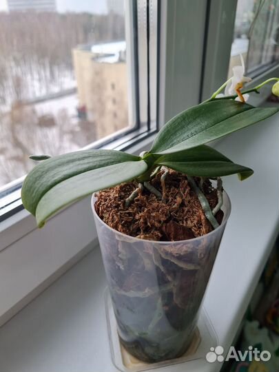 Орхидея Мини Марк