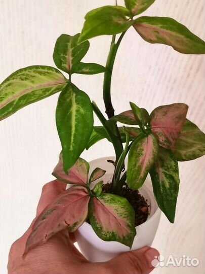 Сингониум Орм Нак