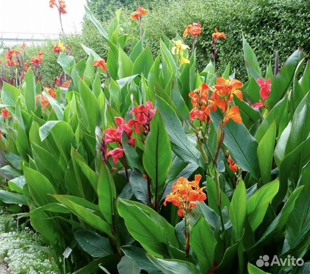 Каны крупные