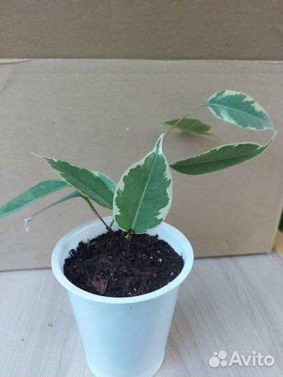 Фикус бенджамина Наташа, Бафт (пестролистный)