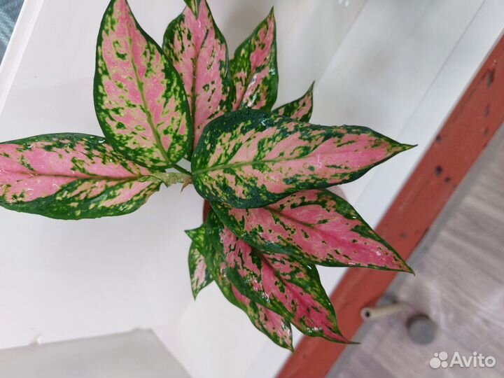 Сортовые аглаонемы