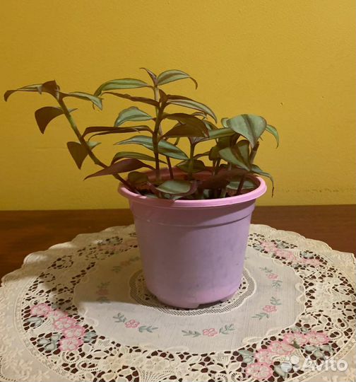 Традесканция