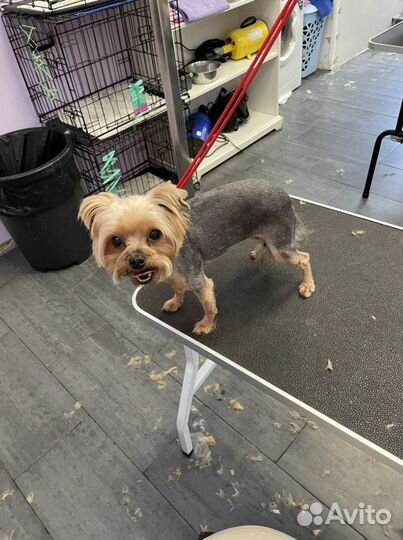 Грумер собак и кошек