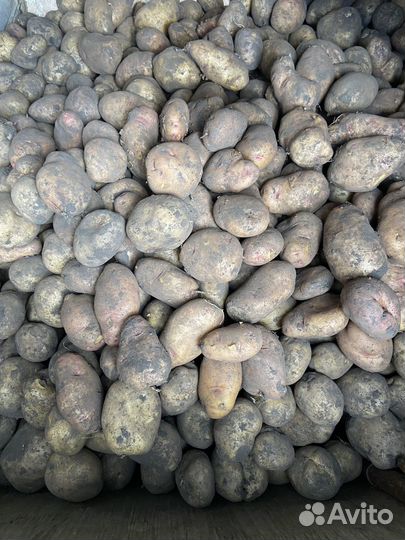 Картофель домашний